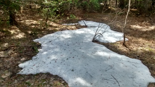 Lingering snow. Photographed 22 May, 2015, near the Tabu Airfield between Miramichi and Bathurst.